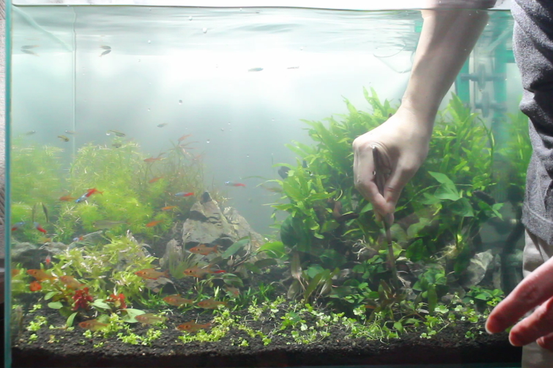 アルテルナンテラ　カーディナリスを植栽